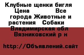 Клубные щенки бигля › Цена ­ 30 000 - Все города Животные и растения » Собаки   . Владимирская обл.,Вязниковский р-н